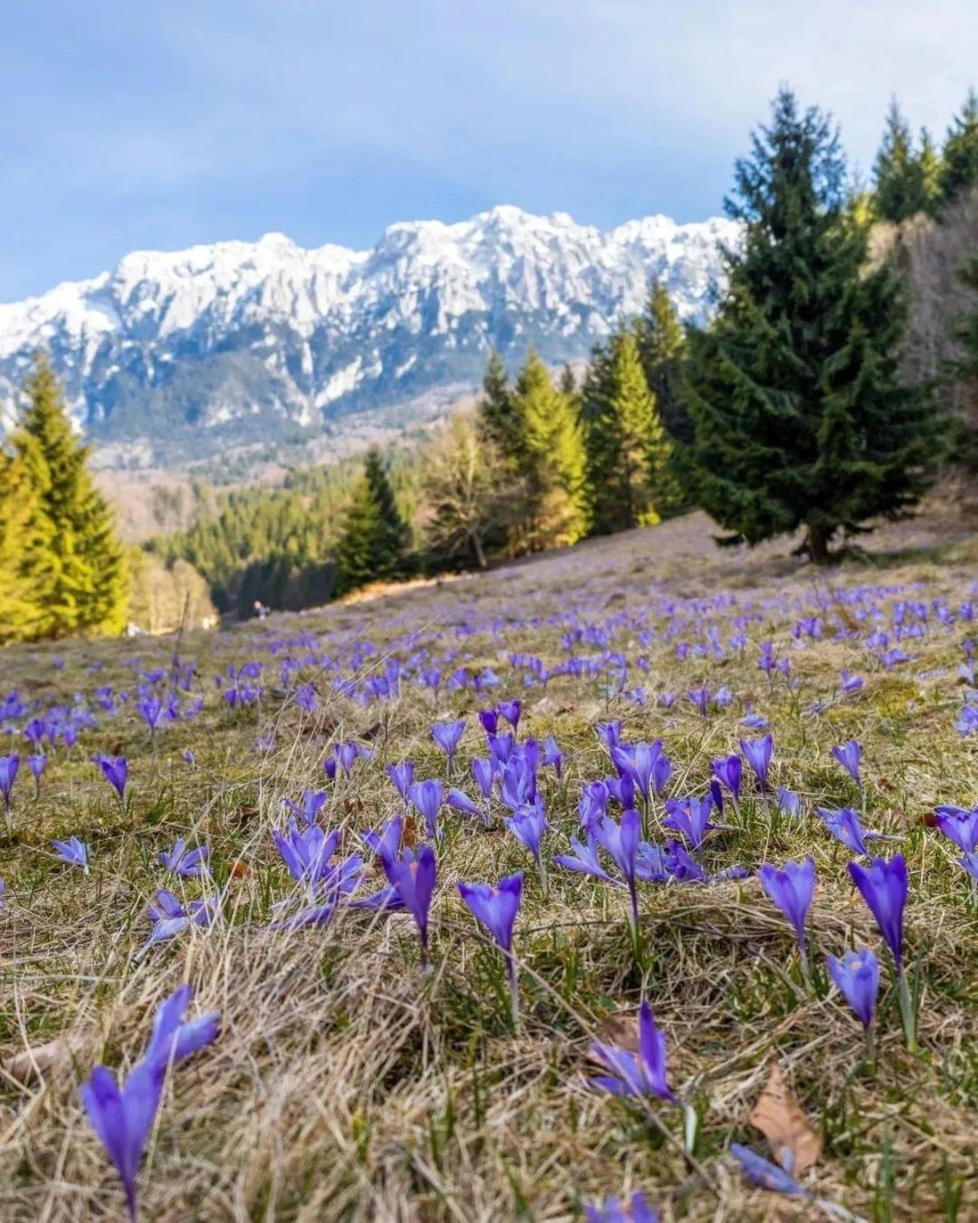 Cazare Zorilor Zărneşti 客房 照片